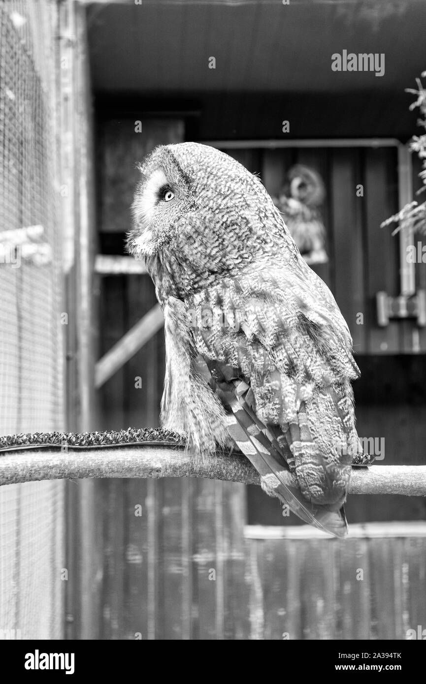 Wild life. Wunderschöner großer Vogel im Käfig sitzen. Ruhig und friedlich. Ornithologie Konzept. Eule im Freien geschossen. Owl-typischen Arten für viele Länder. Eule in zoo Käfig. Tier geschossen Eule erfassen. Stockfoto