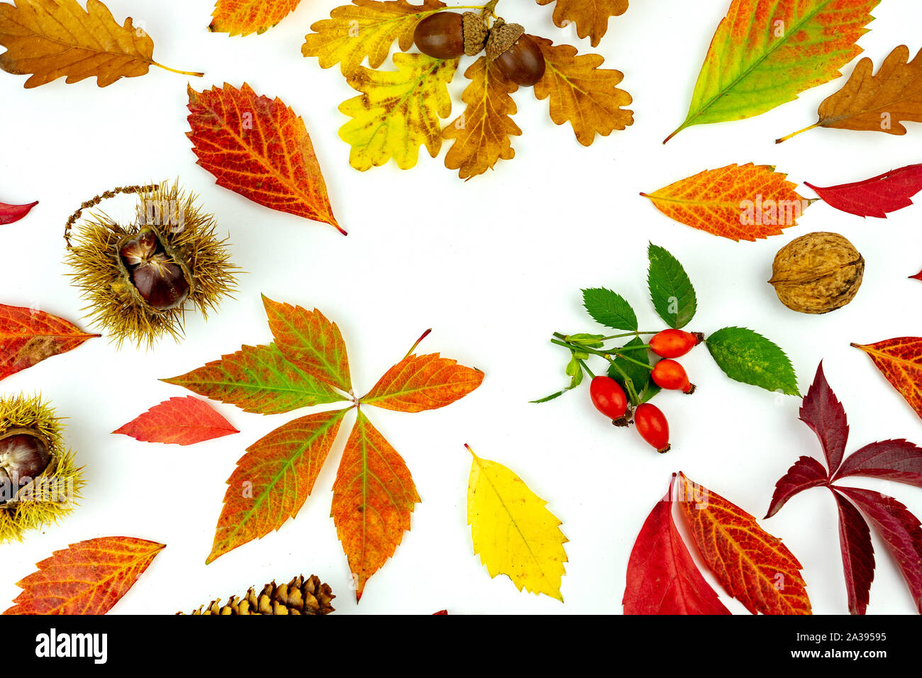 Bunte Blätter im Herbst und Renditen Muster auf weißem Hintergrund. Flach, Ansicht von oben Stockfoto