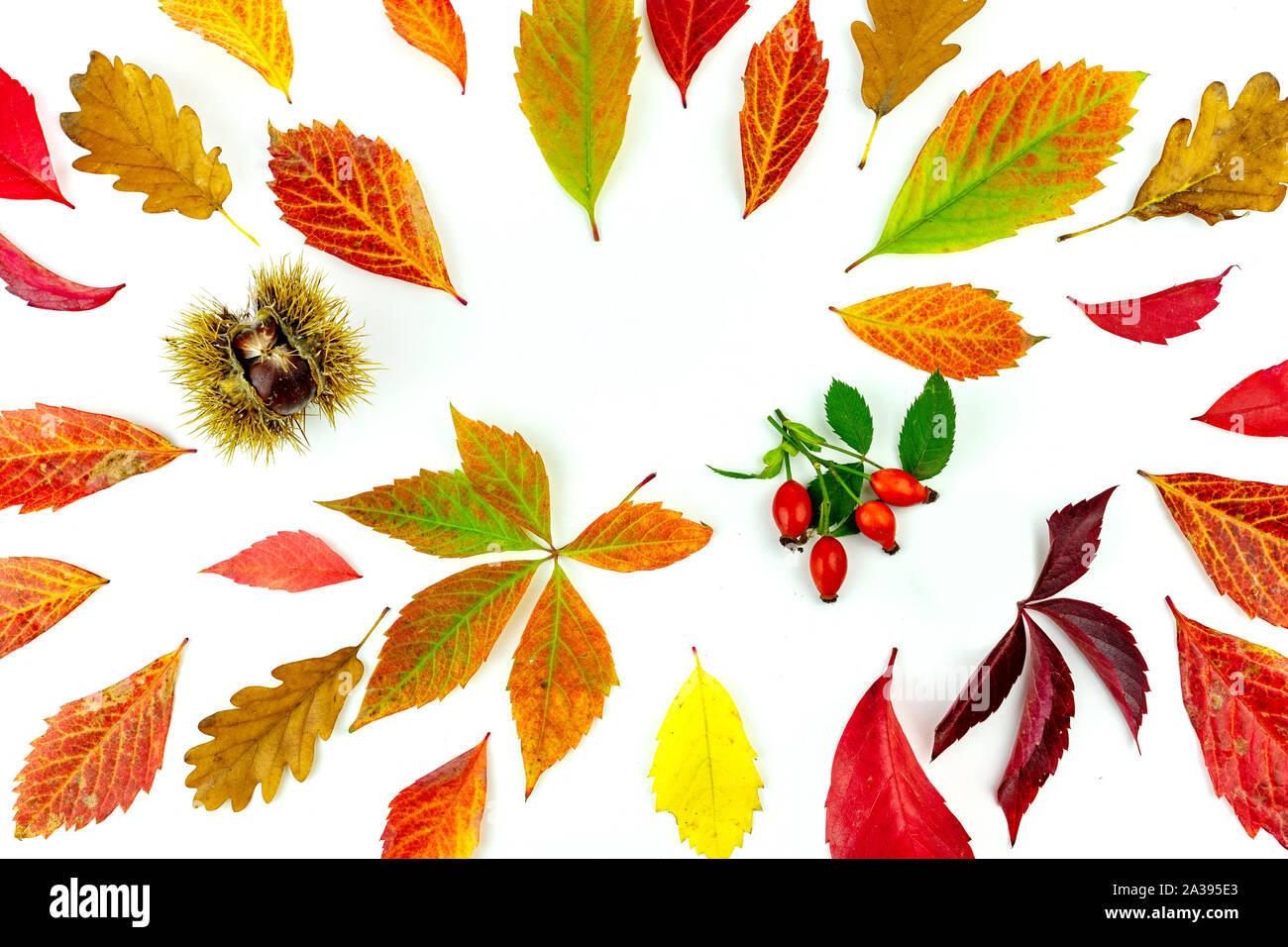 Bunte Blätter im Herbst und Renditen Muster auf weißem Hintergrund. Flach, Ansicht von oben Stockfoto