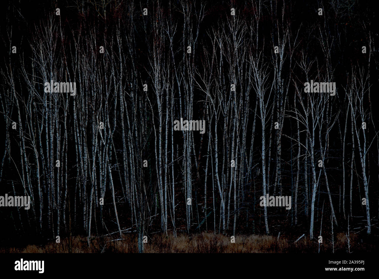 Birkenwald in der Acadia National Park in Maine. Kühlen, feuchten Klima hat die Norm an der nördlichen Küste gewesen, aber das ändert sich mit der fortschreitenden globalen Erwärmung. Mit der derzeitigen Hitze trapping Emissionen, die Temperatur im Bereich von mehr als 5 Grad Celsius bis 2070 zu steigen im Vergleich zu 1990. Das bedeutet, trockeneres Klima und Ökosysteme gestört. Mit wärmerem Klima, birke Wälder sind in der nördlichen Hemisphäre zu erweitern. Wald Expansion wurde gesehen als gute Nachrichten, wie die Bäume sind wichtig für die Sequestrierung von CO2. Jedoch hat die neue Vegetation in Stockfoto