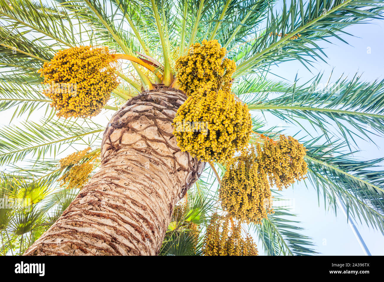 Palm Datum mit Bündel Früchte Perspektive von unten Stockfoto