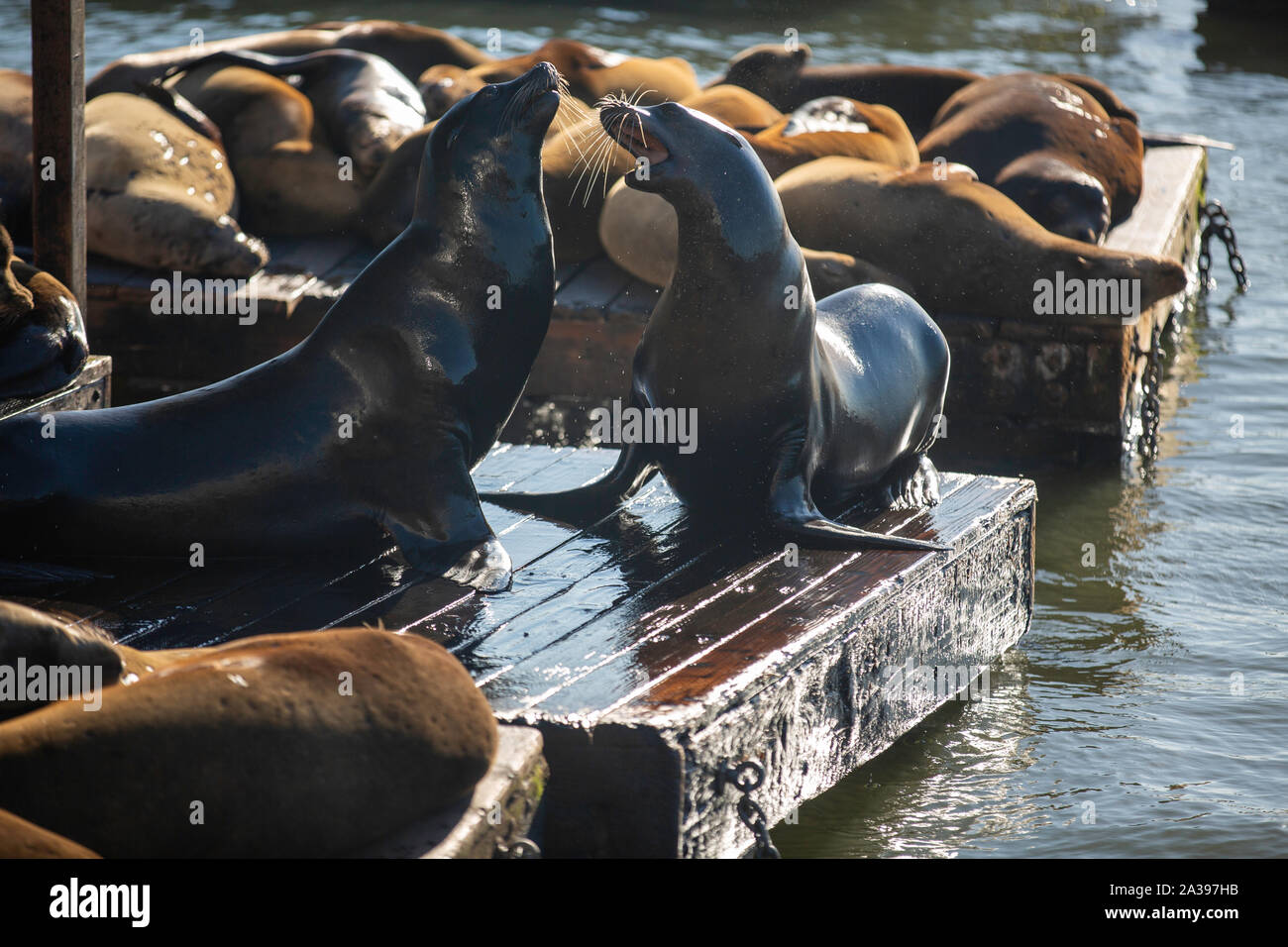 San Francisco Pier 39 Seelöwen Stockfoto