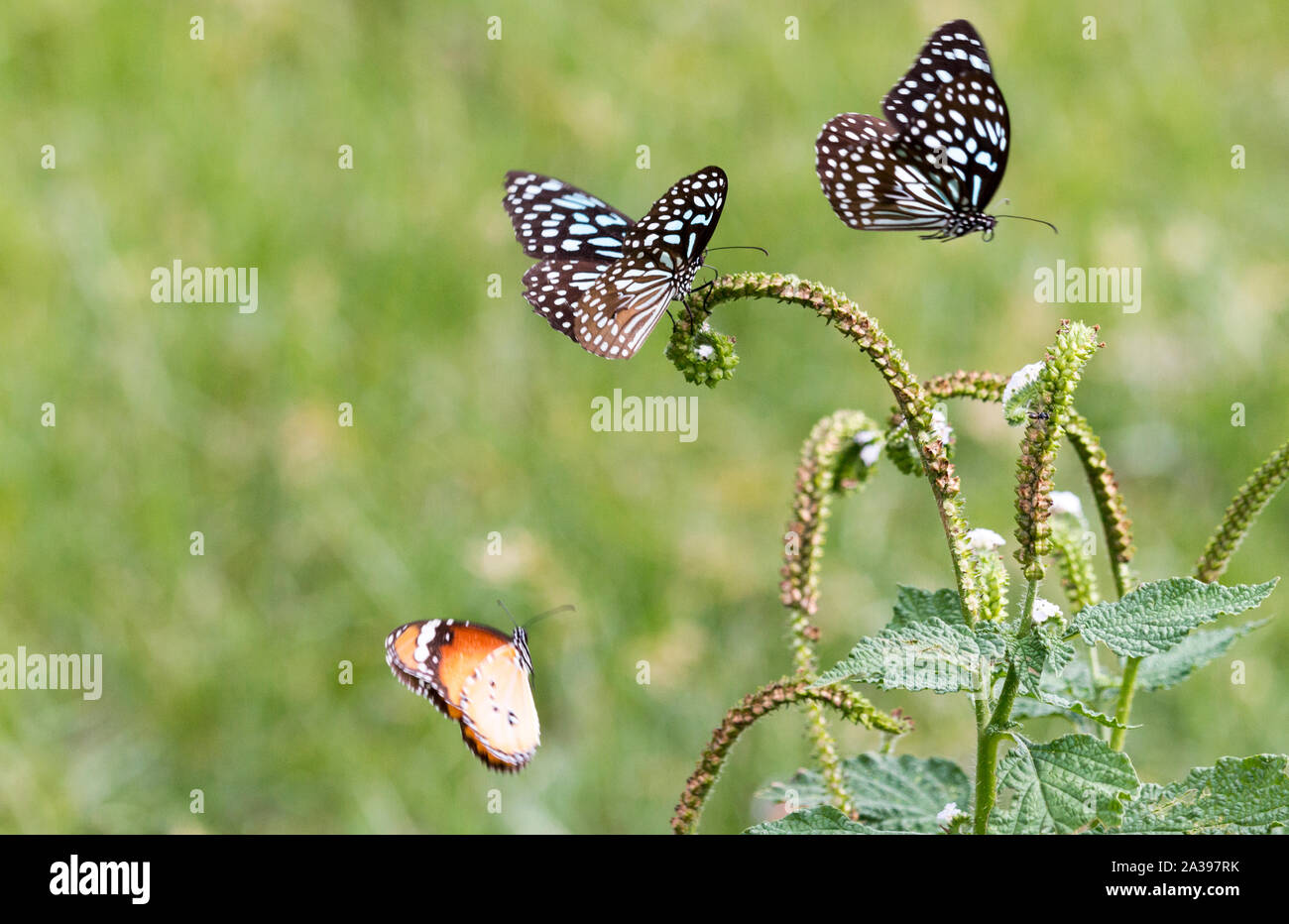 Zwei blaue Schmetterlinge und eine orange Schmetterling fliegen und Fütterung auf eine grüne Pflanze im grünen Gras Feld um einen leeren See in Südindien - Tiruvan Stockfoto