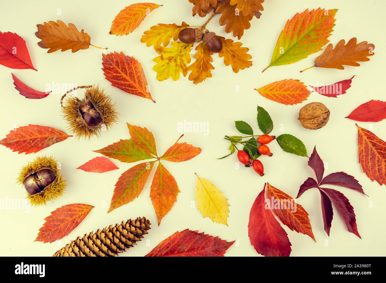 Bunte Blätter im Herbst und Renditen Muster auf weißem Hintergrund. Flach, Ansicht von oben Stockfoto