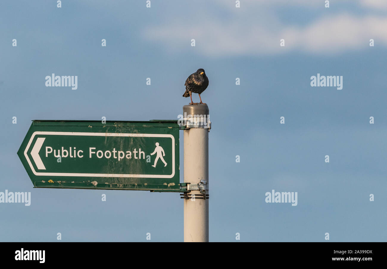 Ein starling auf den Post von einem öffentlichen Fußweg unterzeichnen. Stockfoto