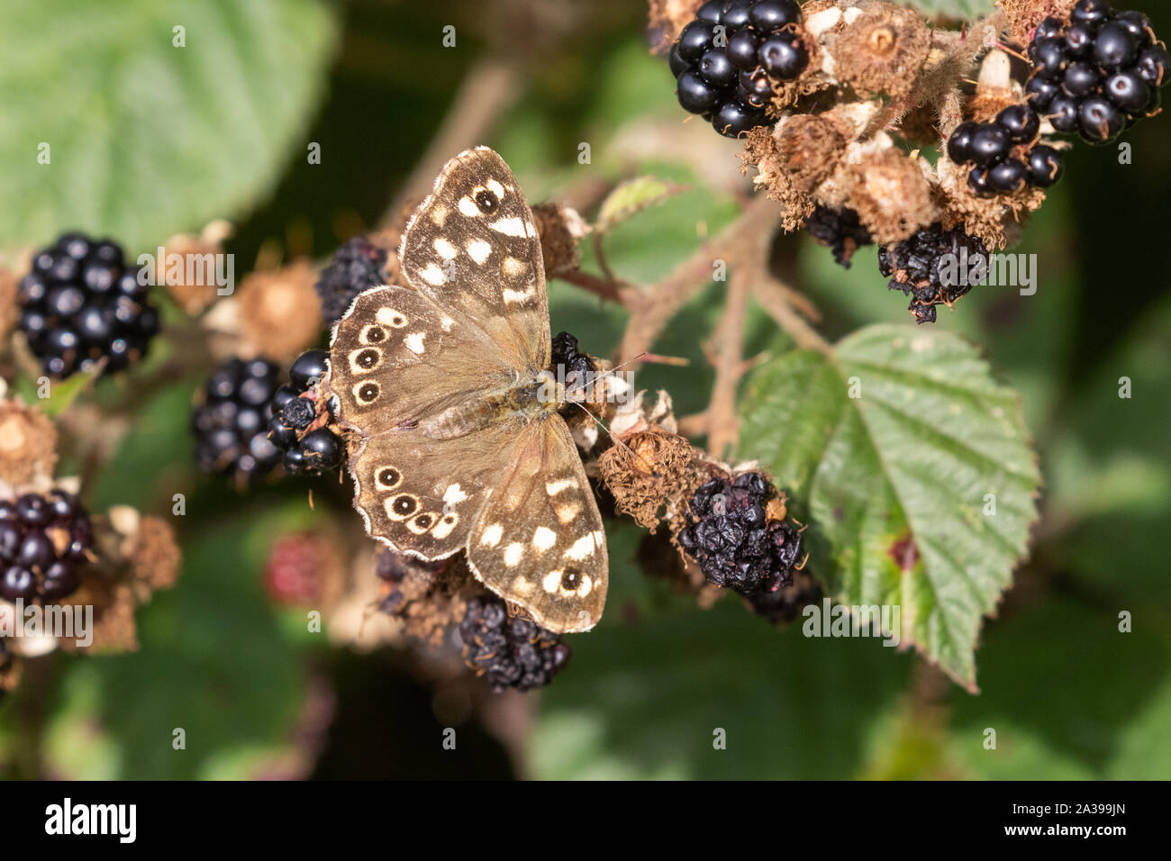 Einen gesprenkelten Holz butterfly (UK) auf reife Brombeeren. Stockfoto