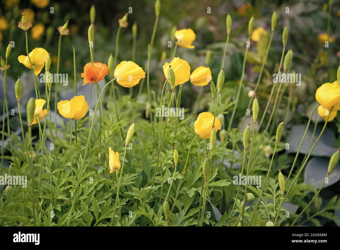 Die Quelle der Suchtstoff Opium. Gelber Mohn blüht. Mohn Blumen im Beet.  Poppy Blüten mit gelben Blüten auf natürlichen, grünen Hintergrund. Mohn  Pflanzen blühen auf Sommertag Stockfotografie - Alamy