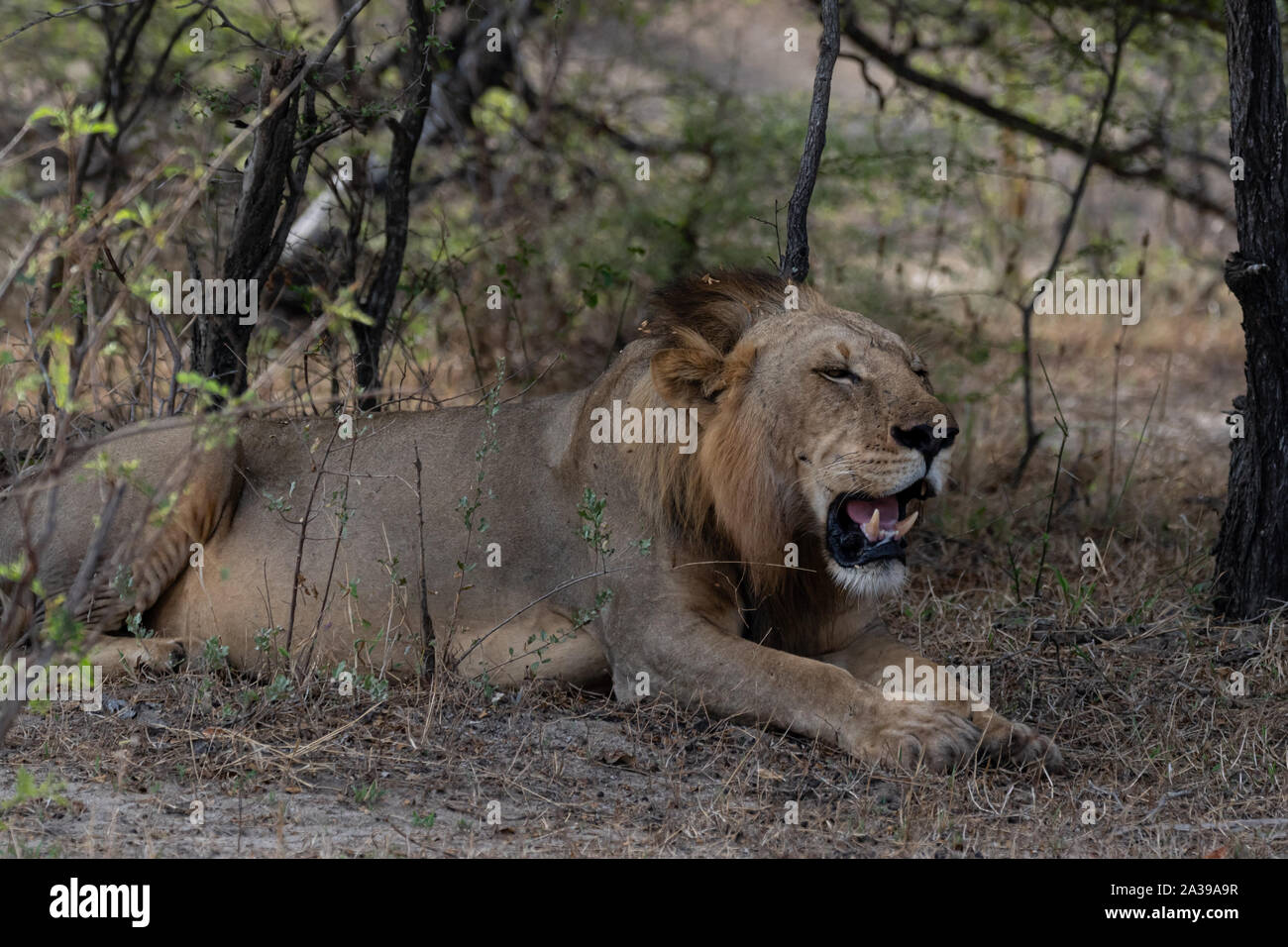 Männliche Löwen im Selous Game Reserve, Tansania Stockfoto