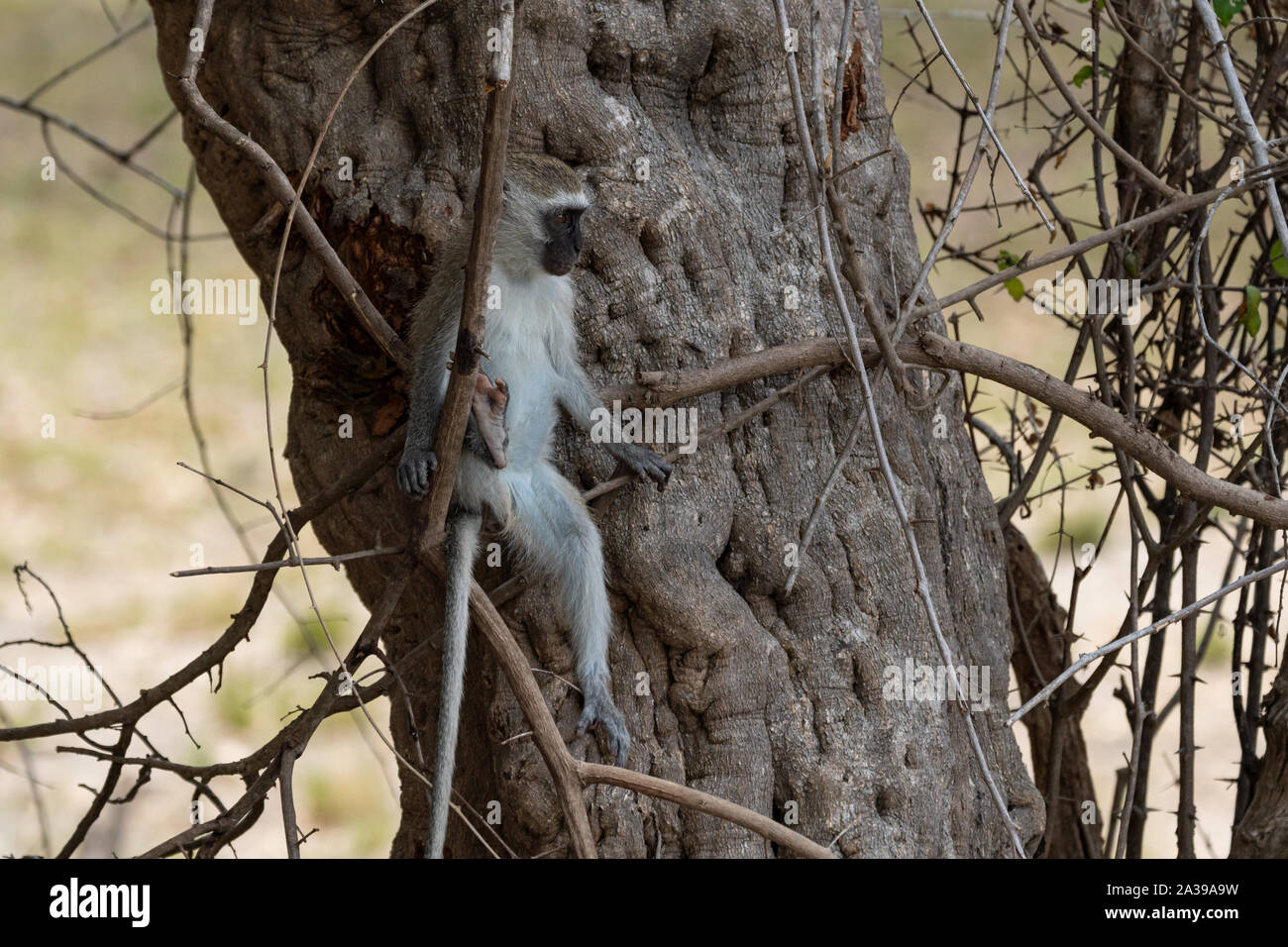 Meerkatze Verstecken von der Mittagssonne im Selous Game Reserve, Tansania Stockfoto