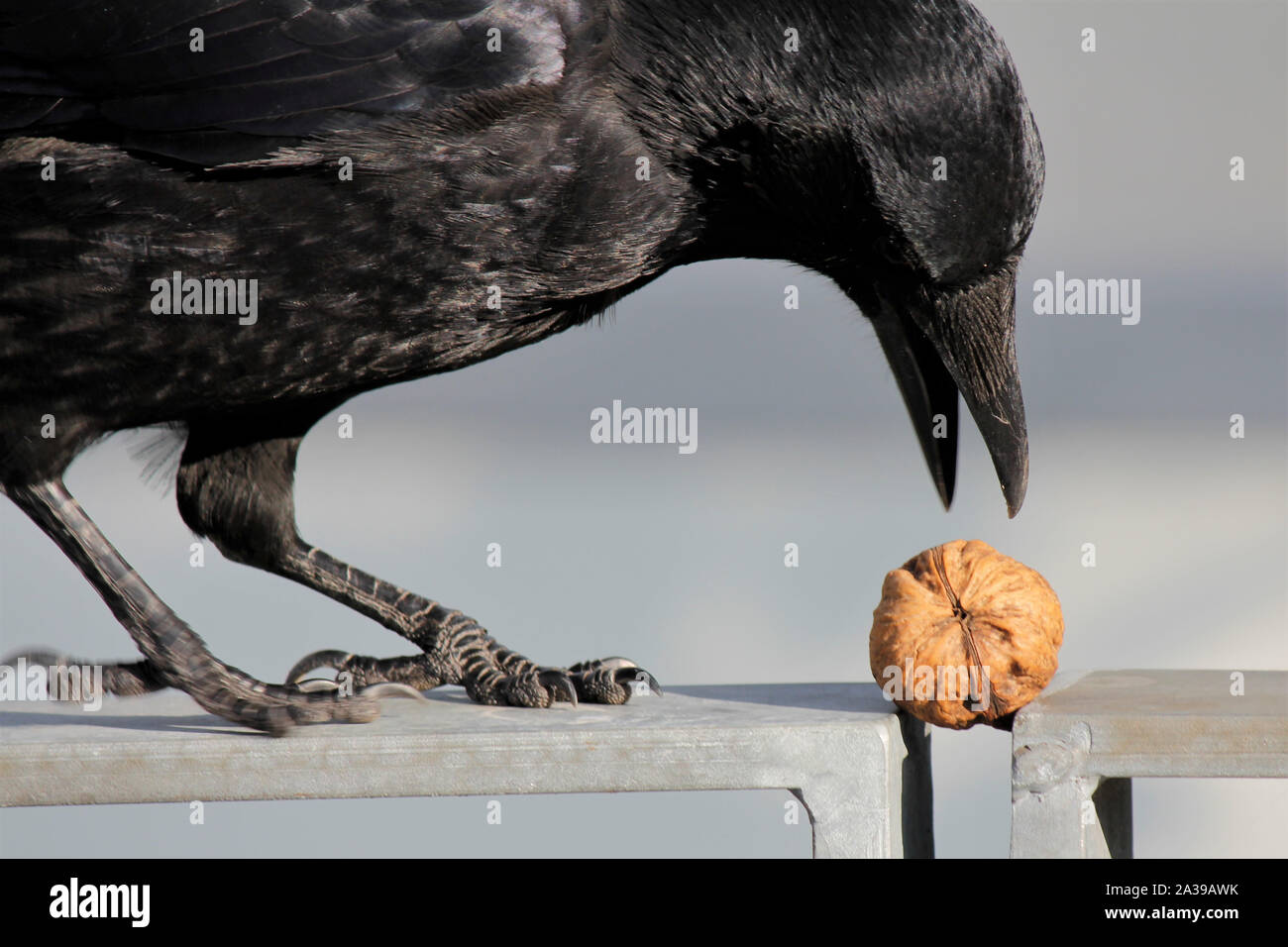 Nebelkrähe, Nussbaum, Krähen Füße Stockfoto