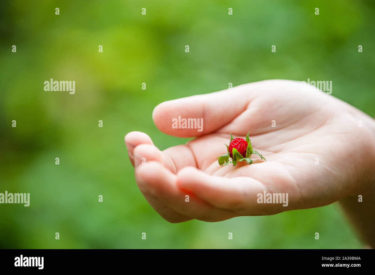 Eine rote saftig Wild Berry auf einem Kind hand Stockfoto