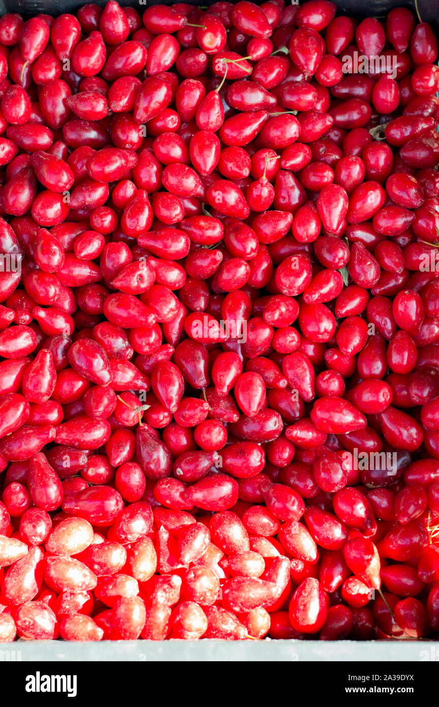 Rote Früchte, klein, liegt in einem Container zum Verkauf. Die Sonne scheint auf die Beeren. Russland. Stockfoto