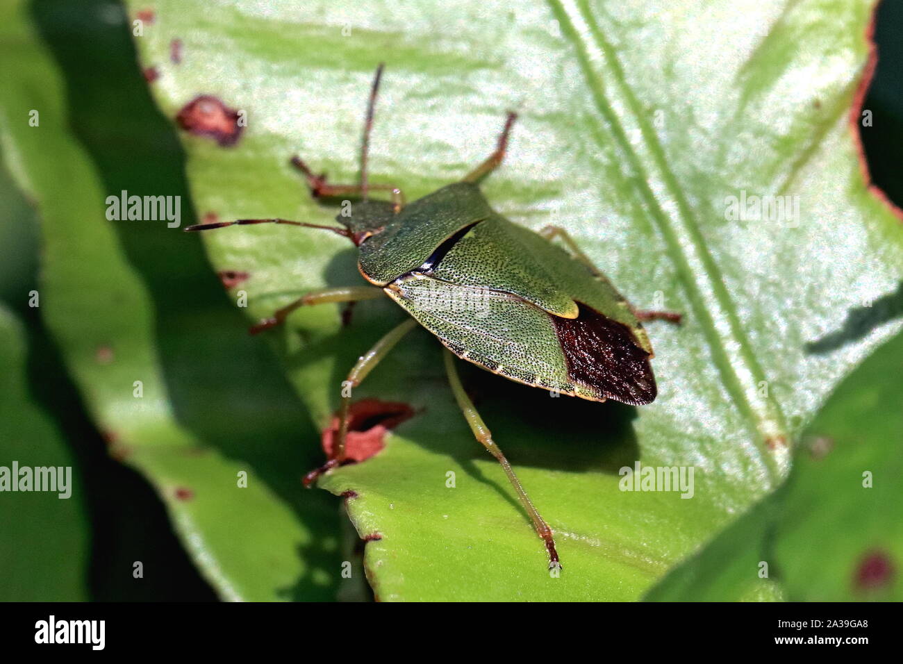 Green shield Bug, Palomena prasina, ist eine europäische Arten in der Familie Pentatomidae. Auch bezeichnet als grüne Wanze stinken, Acrosternum hilare Stockfoto