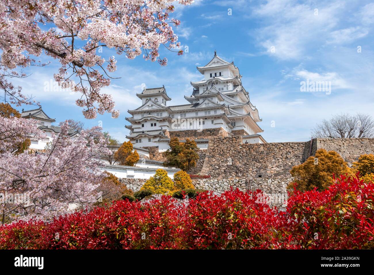 Blühende Kirschbäume, japanische Kirschblüte, Schloss Himeji, Himeji-jo, Shirasagijo oder Burg Weissreiher, Präfektur Hyogo, Japan Stockfoto