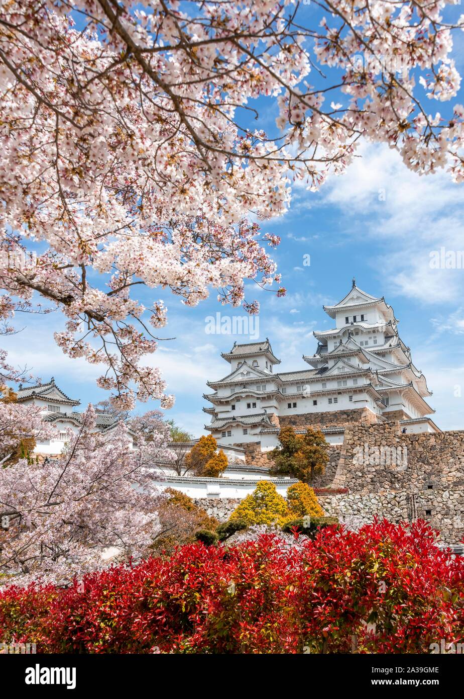 Blühende Kirschbäume, japanische Kirschblüte, Schloss Himeji, Himeji-jo, Shirasagijo oder Burg Weissreiher, Präfektur Hyogo, Japan Stockfoto