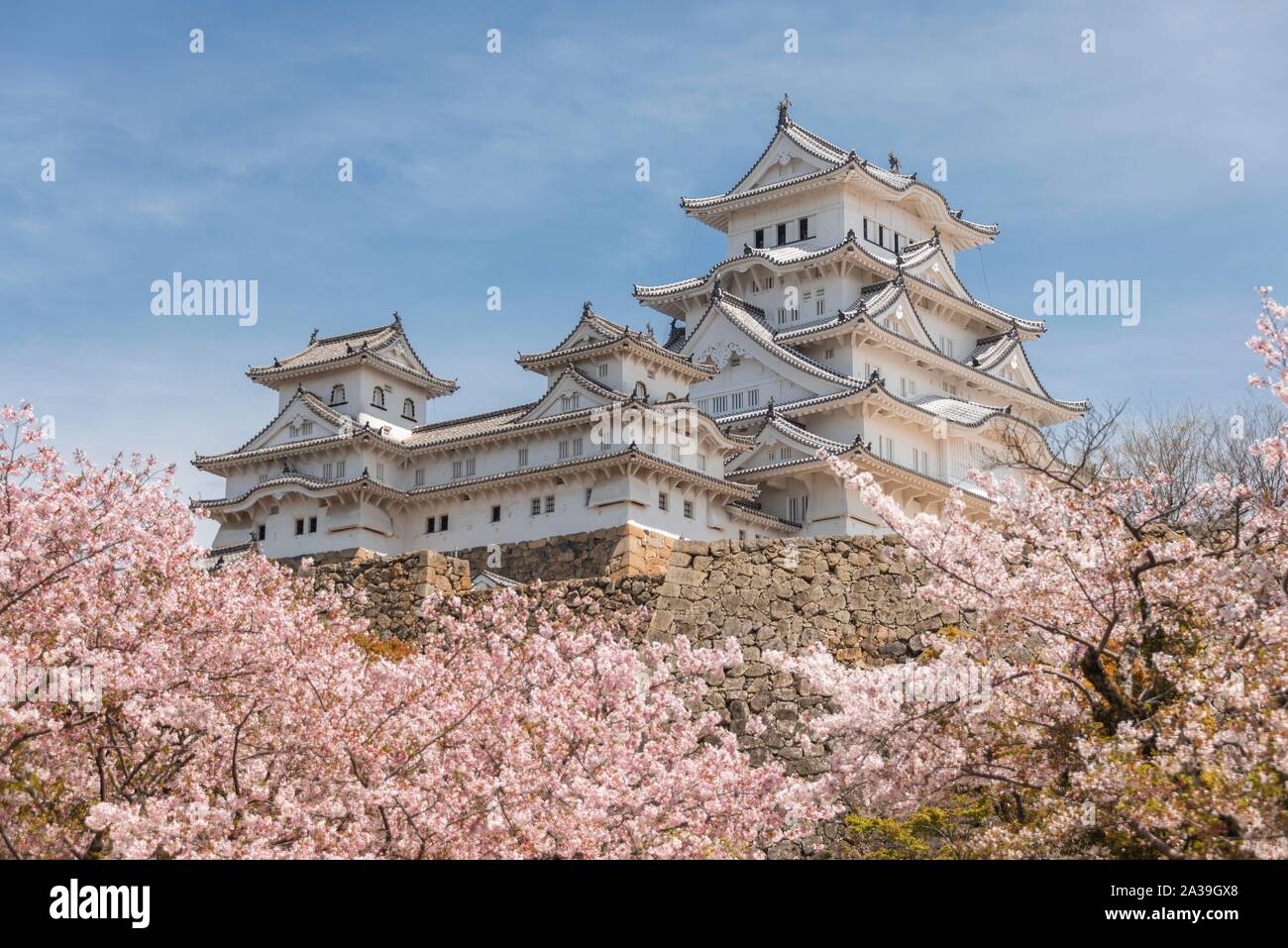 Blühende Kirschbäume, japanische Kirschblüte, Schloss Himeji, Himeji-jo, Shirasagijo oder Burg Weissreiher, Himeji, Hyogo Präfektur, Japan Stockfoto