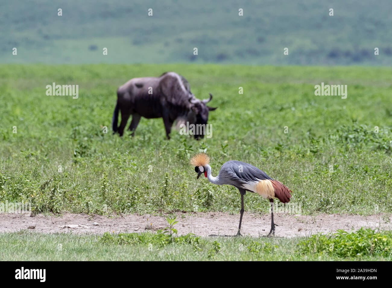 Grau gekrönt Kran (Balearaica regulorullm) zu Fuß vor der Beweidung Western White - bärtigen Gnus, Ngorongoro Krater, Tansania Stockfoto