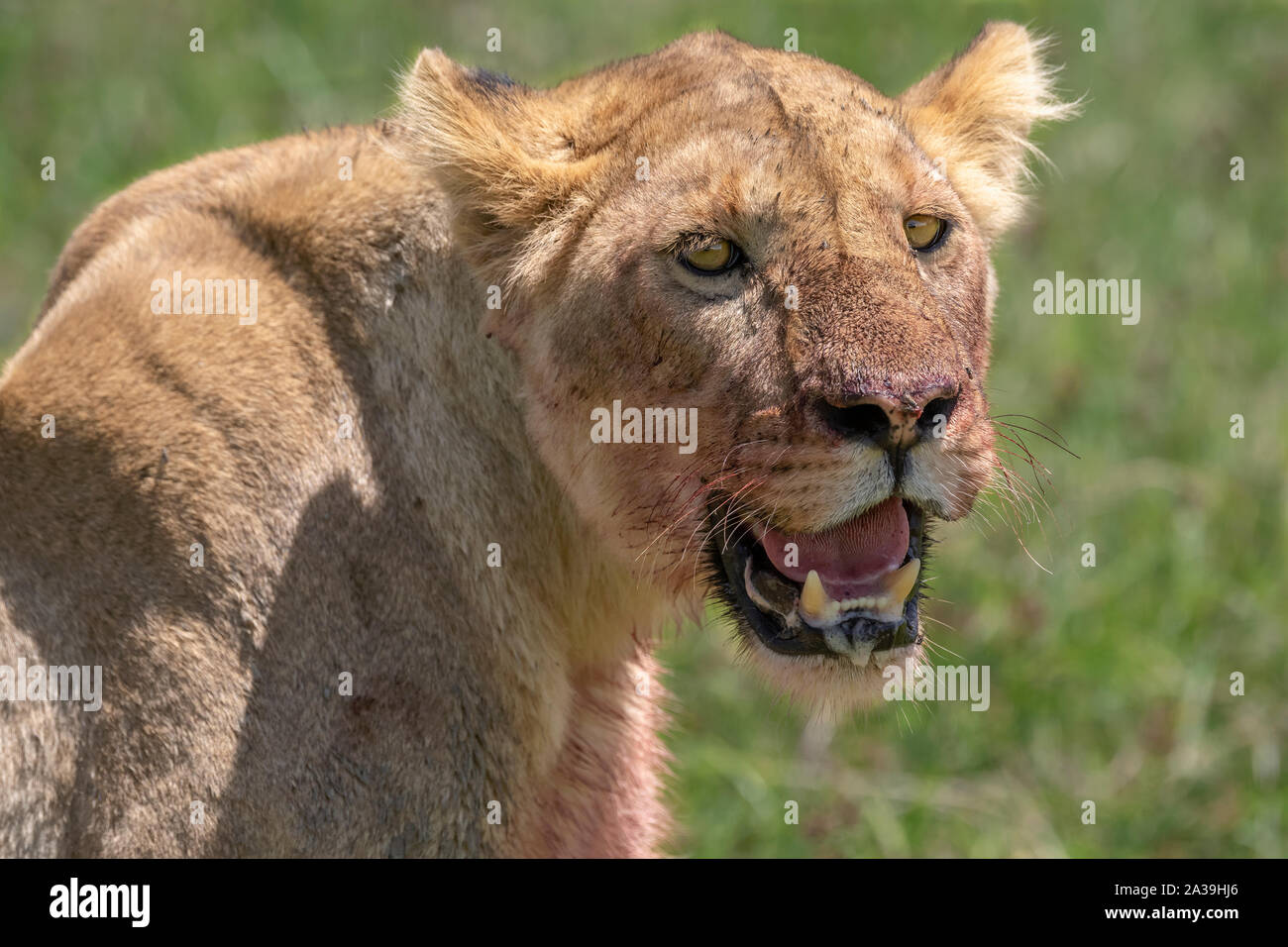 Porträt einer Löwin in der Nähe eines kürzlichen töten, Ngorongoro Krater, Tansania Stockfoto