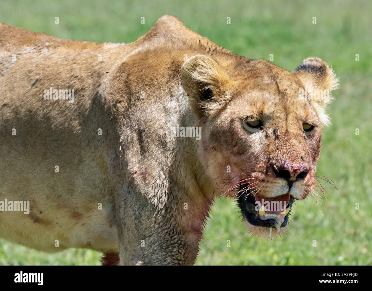 Löwin frisch von Sättigend auf einem Zebra töten, Ngorongoro Krater, Tansania Stockfoto