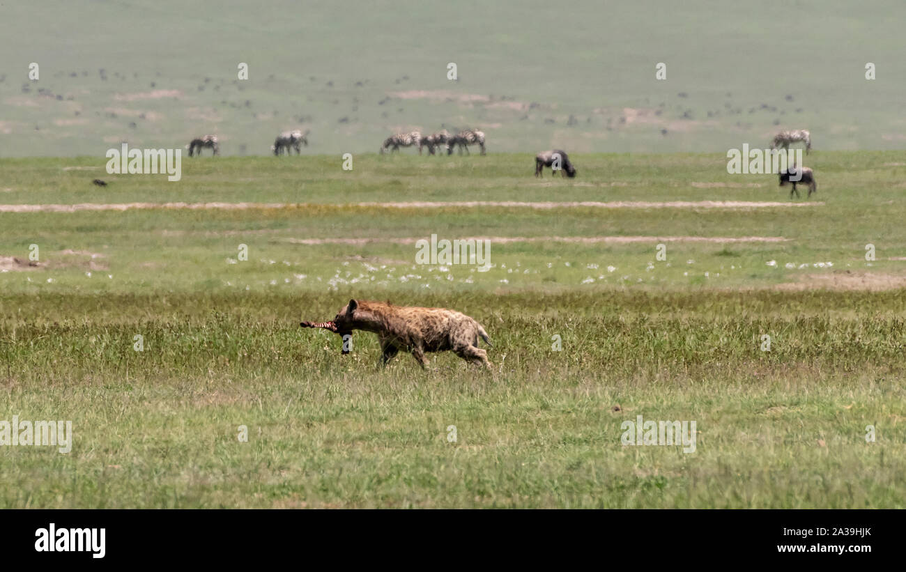 Hyäne Durchführung Bein von einem Zebra Schlachtkörper von zwei weiblichen Löwen in der Mitte genommen - Tag Hitzeflimmern, Ngorongoro Krater, Tansania Stockfoto
