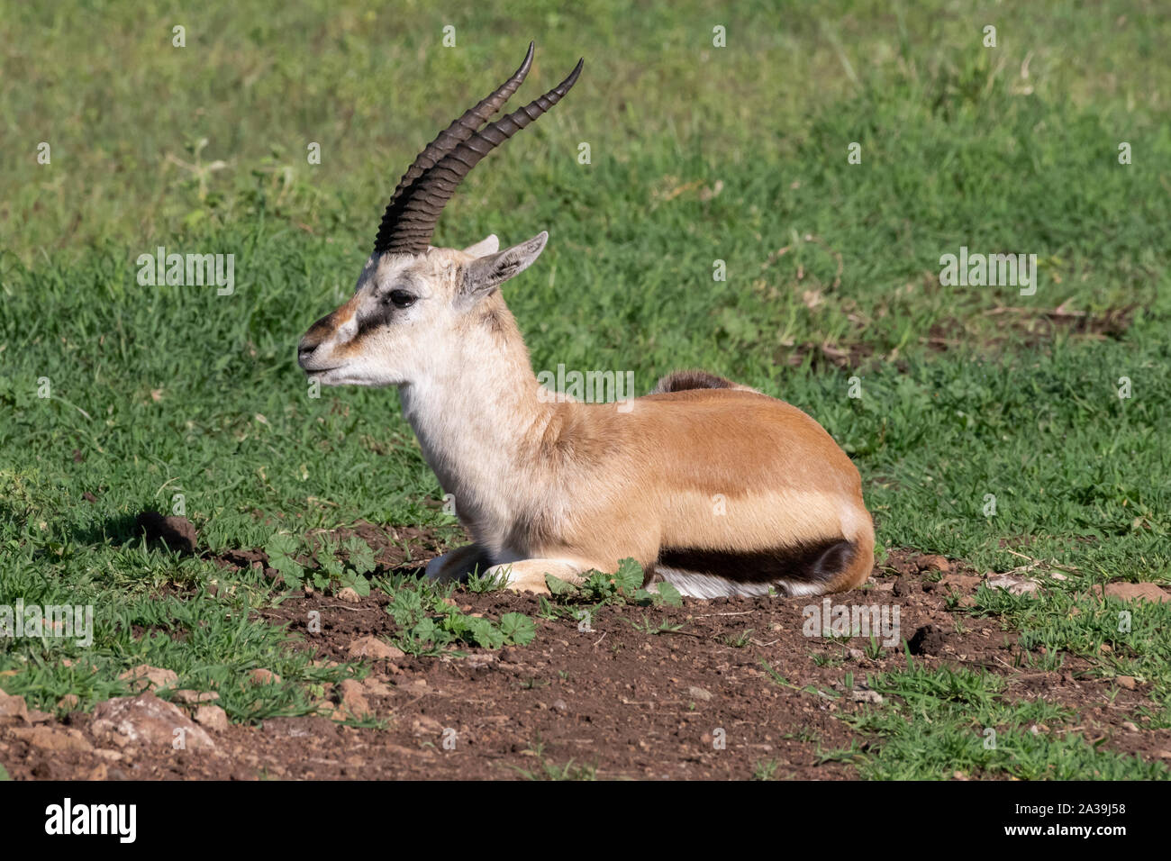 Chaises Thompson's Gazelle (Eudorcas Thomsonii) in das frische Gras während der Regenzeit, Ngorongoro Krater, Tansania Stockfoto