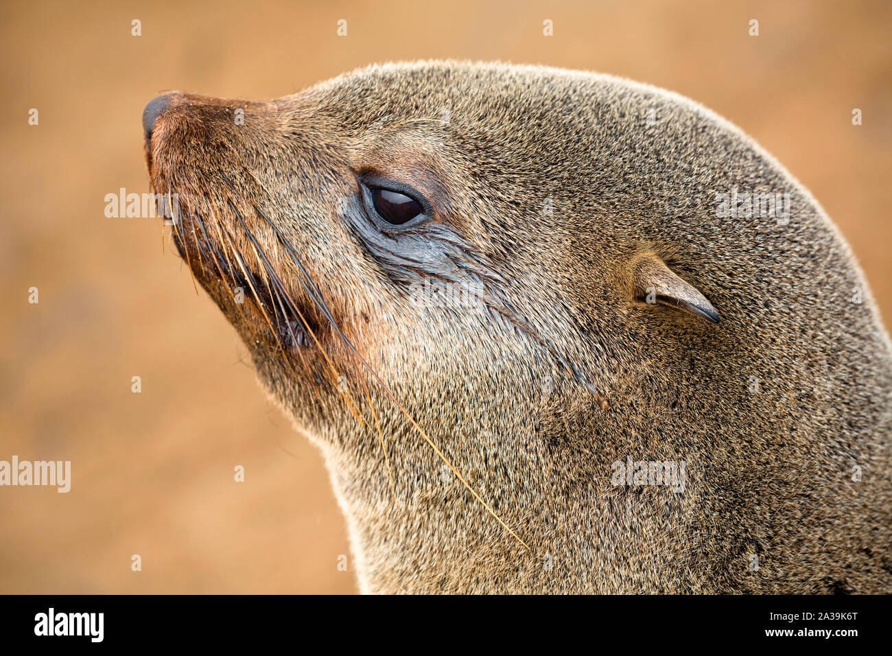 Portrait von Cape fur seals auf Skelett Küste von Namibia, Afrika Stockfoto