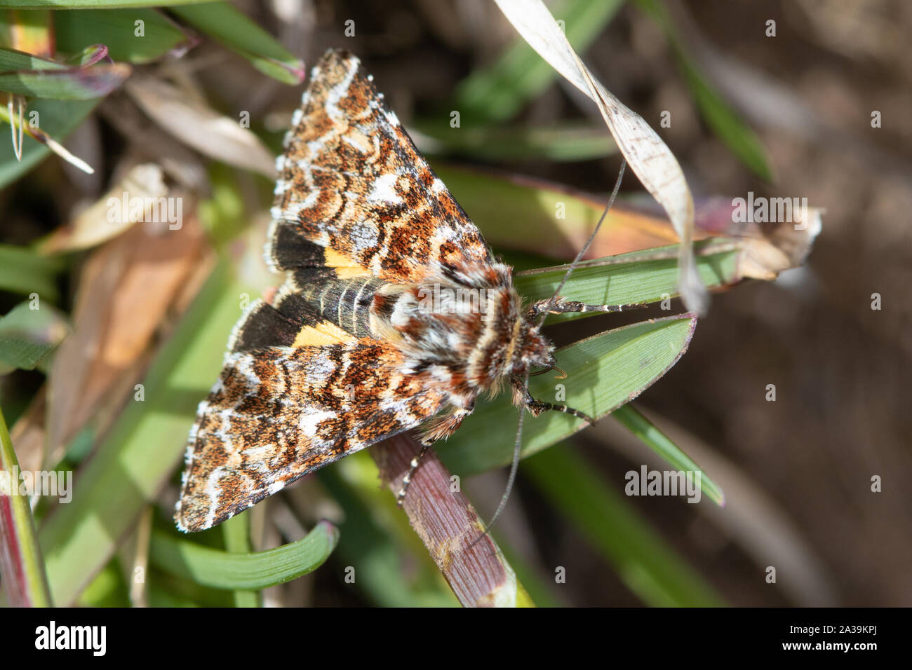 Schöne gelbe Underwing (Anarta myrtilli) - ein Tag - flying Noctuid moth Stockfoto
