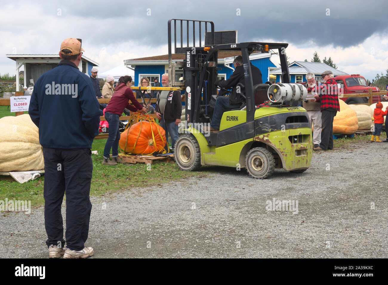 Giant Pumpkin weigh-off, Langley, B. C., Kanada. Oktober 2019. Eine Frau schnürt ihren Kürbis zum Gabelstapler, während die Leute zuschauen. Stockfoto