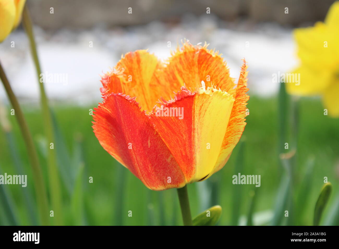 Eine gelbe und rote Tulpen in voller Blüte - Teil 2 Stockfoto