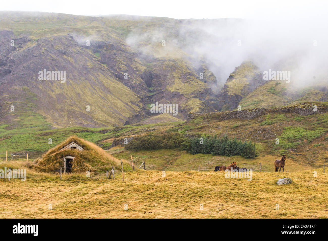 Islandpferd im Feld in der Nähe von torfhaus mit dicken Mauern aus Stein, Holz und sod rauen Klima in Island zu isolieren Stockfoto
