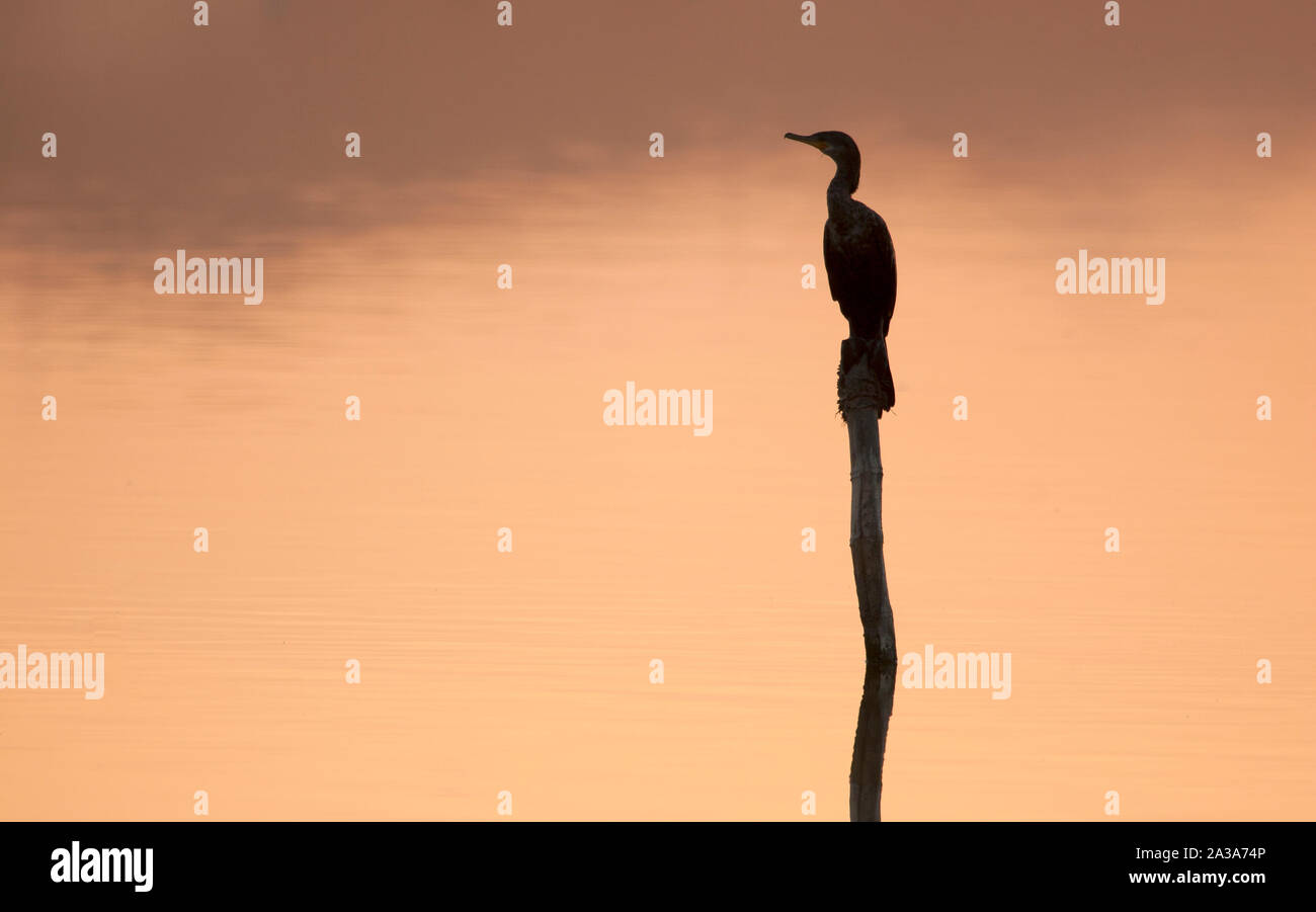 Kormoran vogel Silhouette und Sonnenuntergang Unare Lagune Feuchtgebiet Venezuela Stockfoto