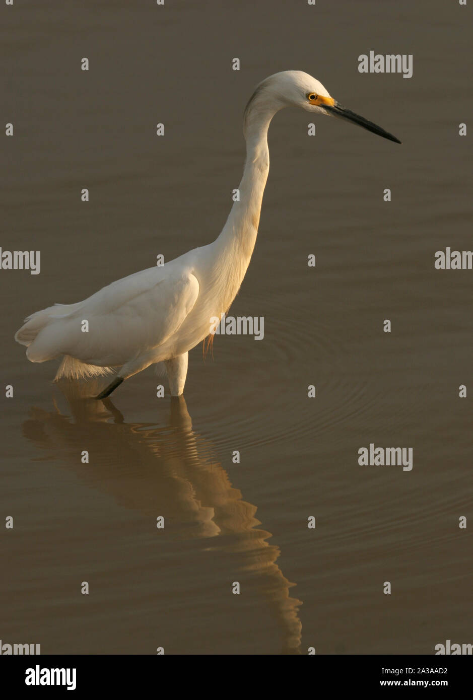 Snowy Egret und Reflexion Mündungs- Feuchtgebiet Unare Lagune Venezuela Stockfoto