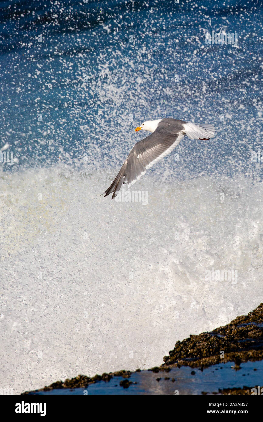 Kalifornien Möwe (Larus Californicus) fliegen durch einen Big Splash des Pazifischen Ozeans Stockfoto