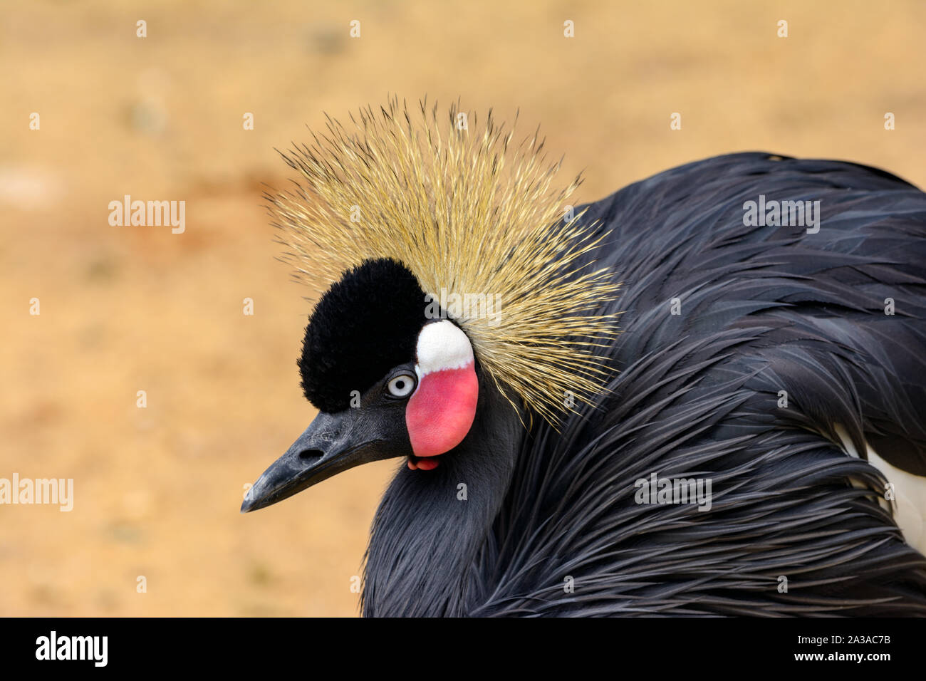 Schwarz gekrönt Kran, oder schwarzer Kronenkranich (Balearica pavonina) Close-up Profil Stockfoto