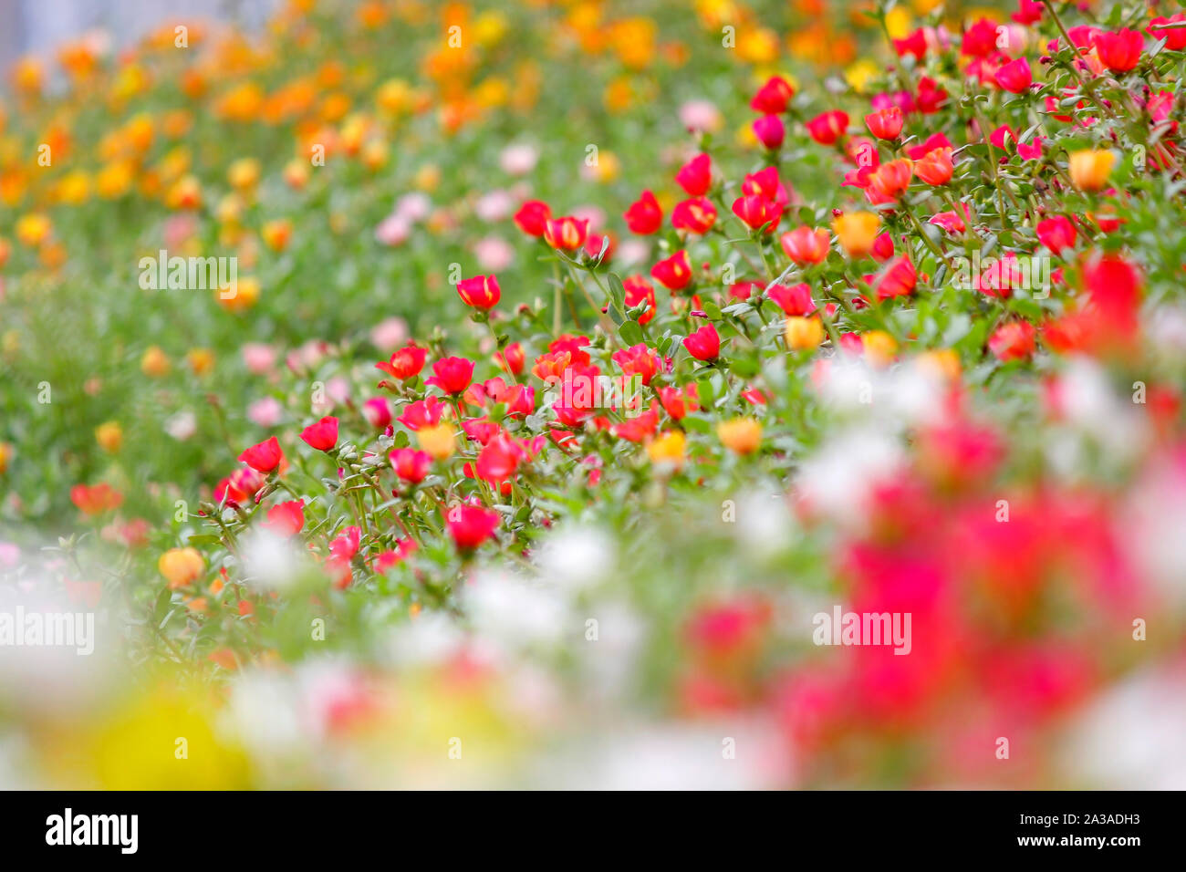 Foto von bunten Gemeinsame portulak oder verdolaga Blume im Garten Stockfoto