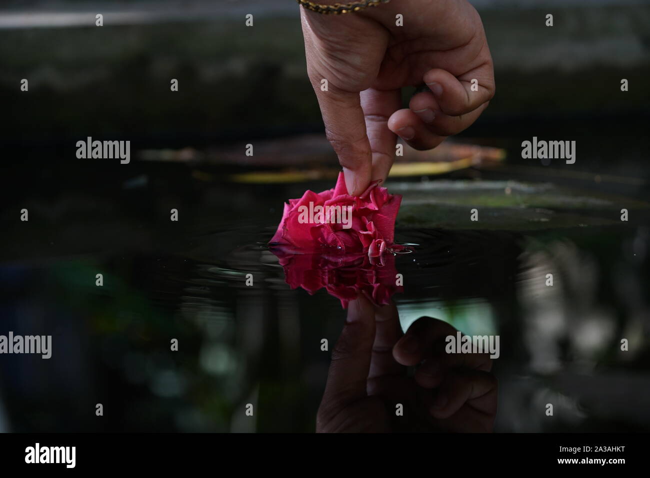 Reflexion einer Rose im Wasser Stockfoto