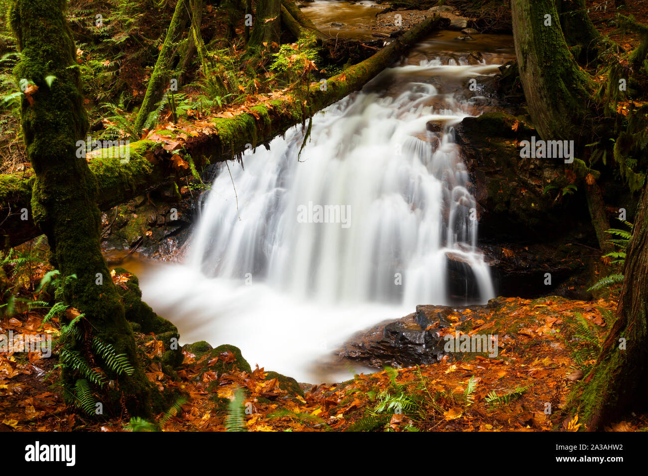 Wasserfall im Cliff Gilford Park, Roberts Creek, BC, Kanada Stockfoto