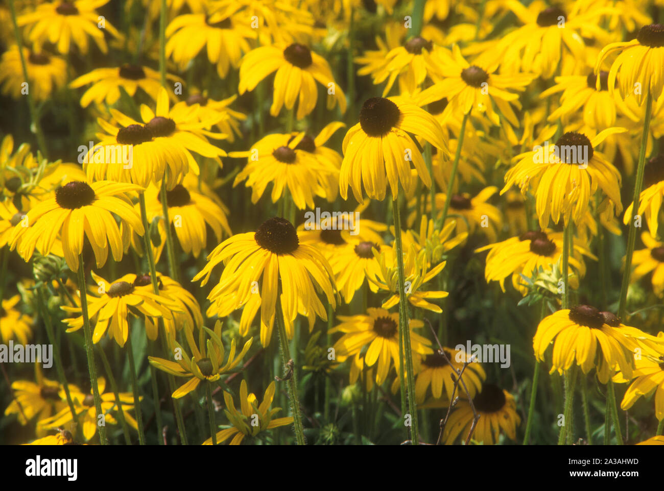 BLUMENBEET DER MEHRJÄHRIGEN CONEFLOWERS (RUDBECKIA FULGIDA), AUCH BEKANNT ALS SCHWARZÄUGIGE SUSAN. AUSTRALIEN. Stockfoto