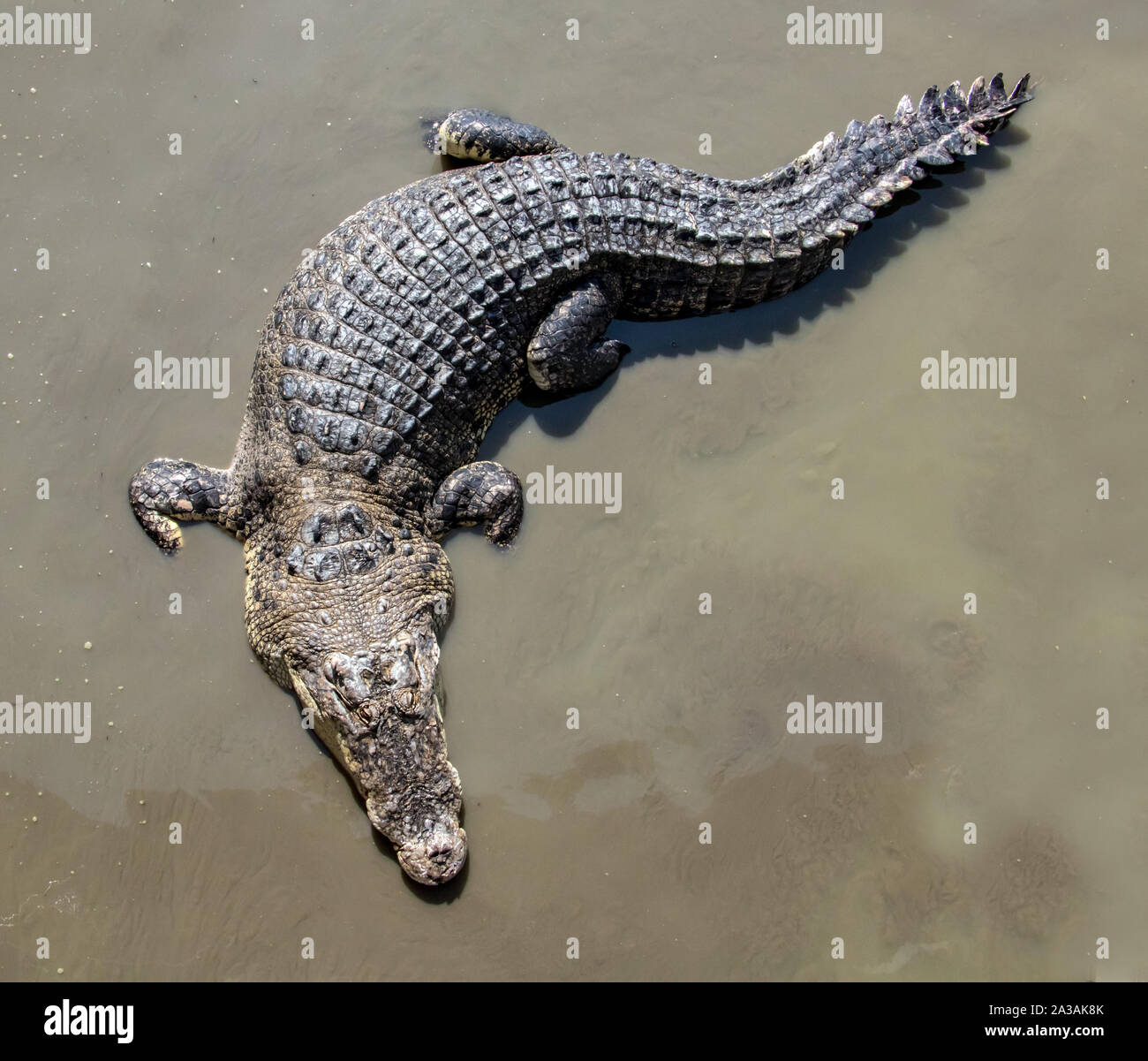 Krokodil am Wasser, die Aussicht von oben. Draufsicht auf das Krokodil im Schlamm wasser. Stockfoto