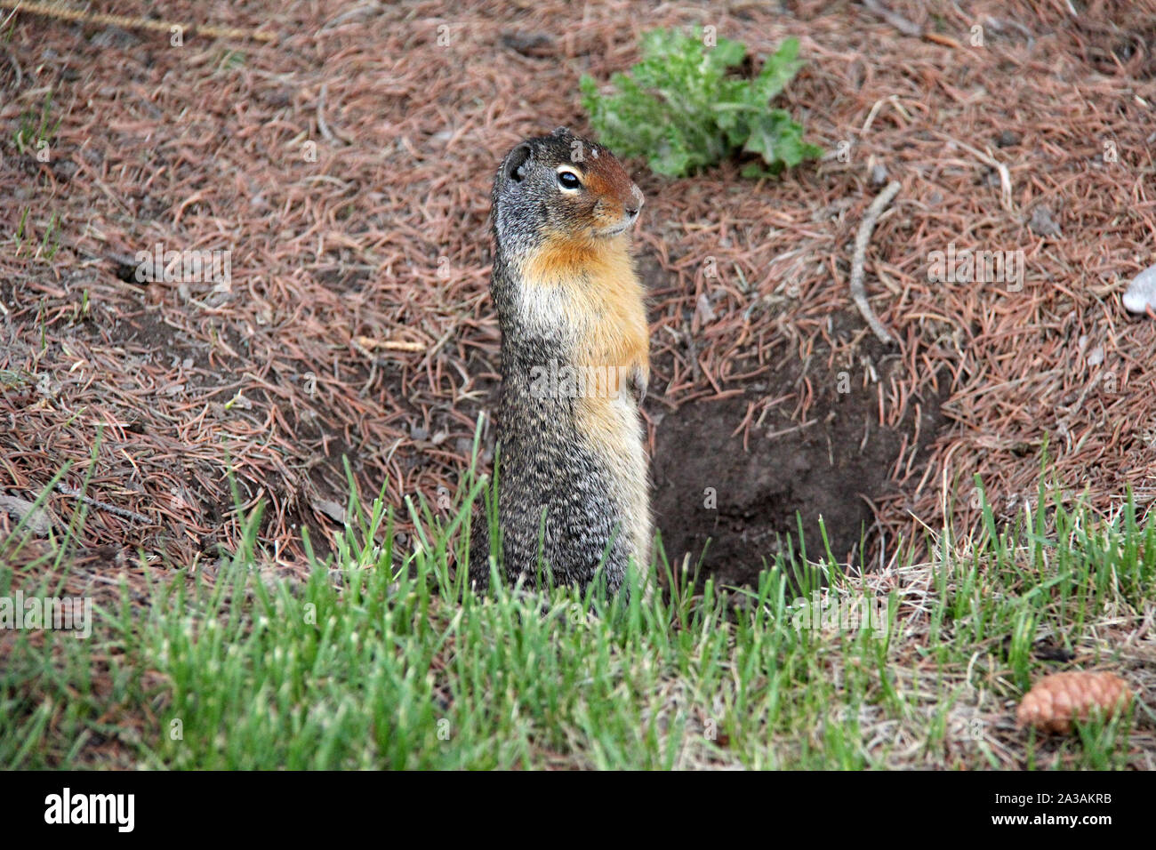 Hoch Cute Gopher Stockfoto