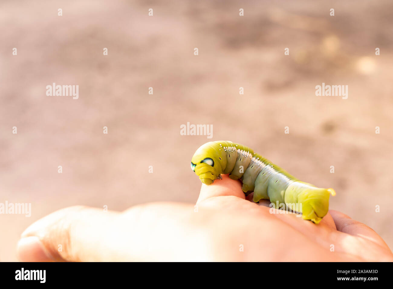 Raupen an den Händen mit unscharfen Hintergrund. In der Nähe von wunderschönen grünen Caterpillar. Stockfoto