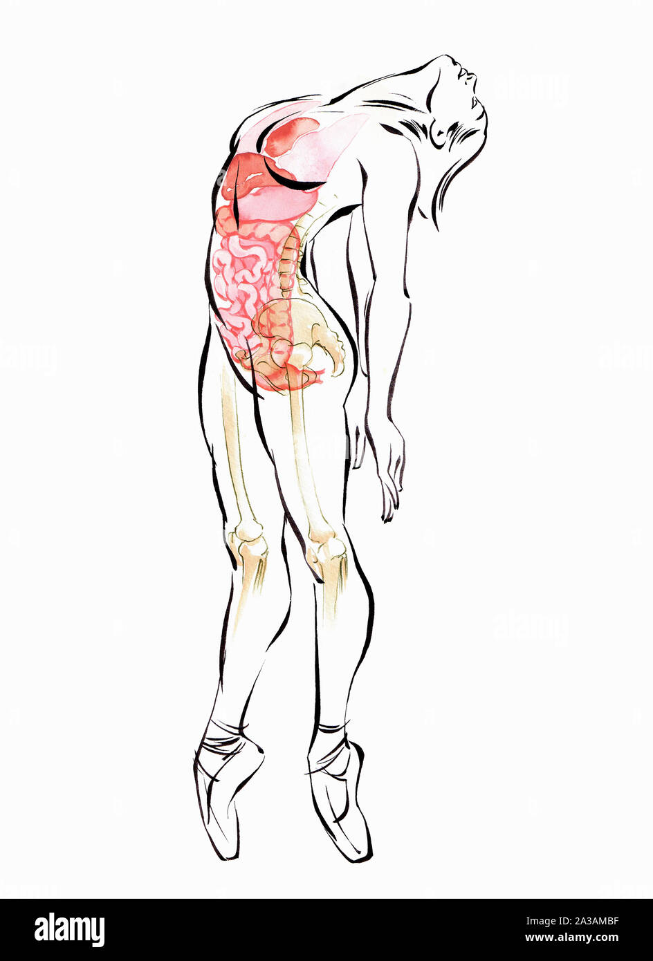 Skelett und innere Organe des Ballett-Tänzerin bücken nach hinten Stockfoto