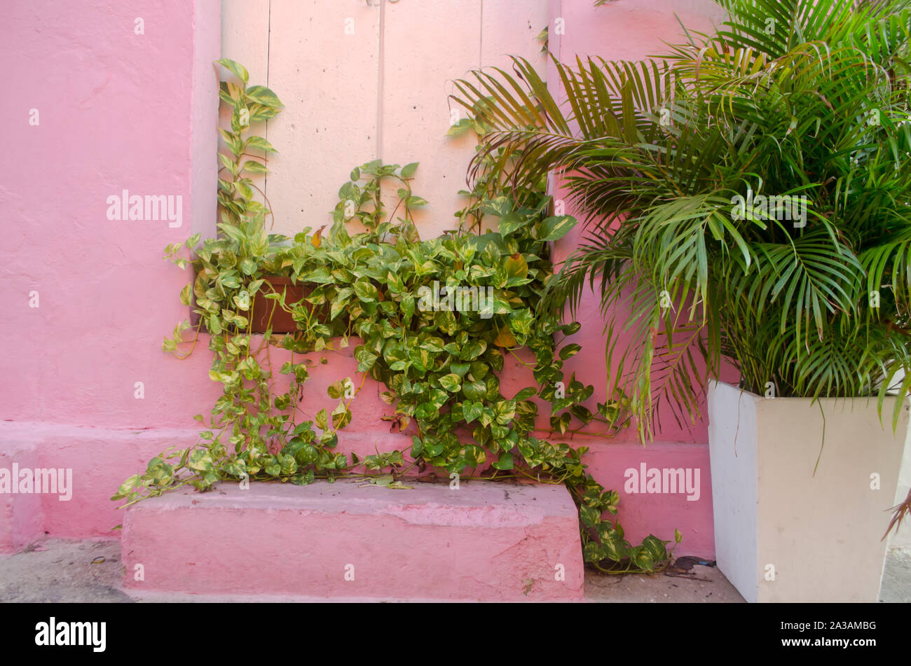 Rosa Wand und grünen Reben in Getsemani Stockfoto