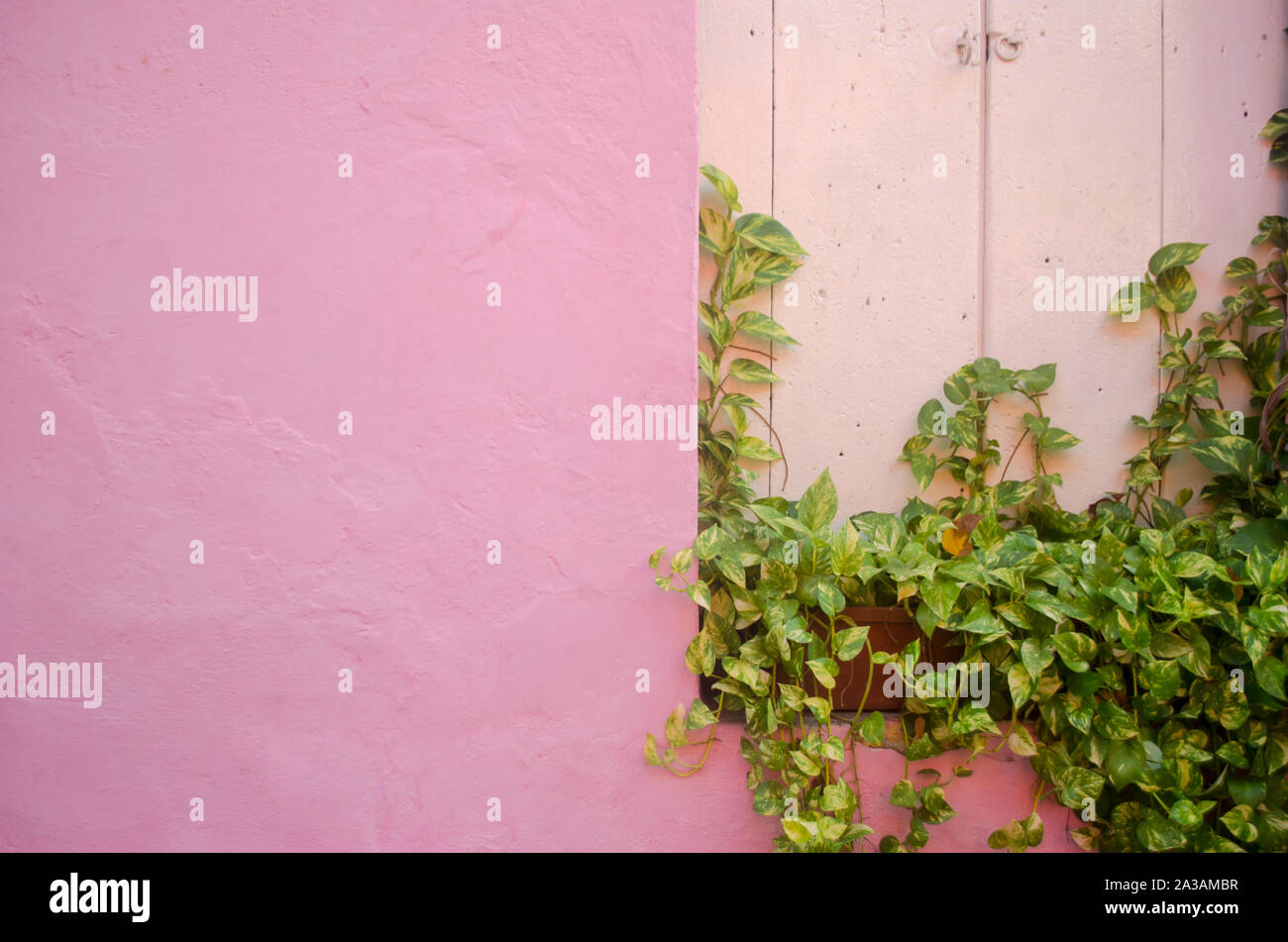 Rosa Wand und grünen Reben in Getsemani Stockfoto