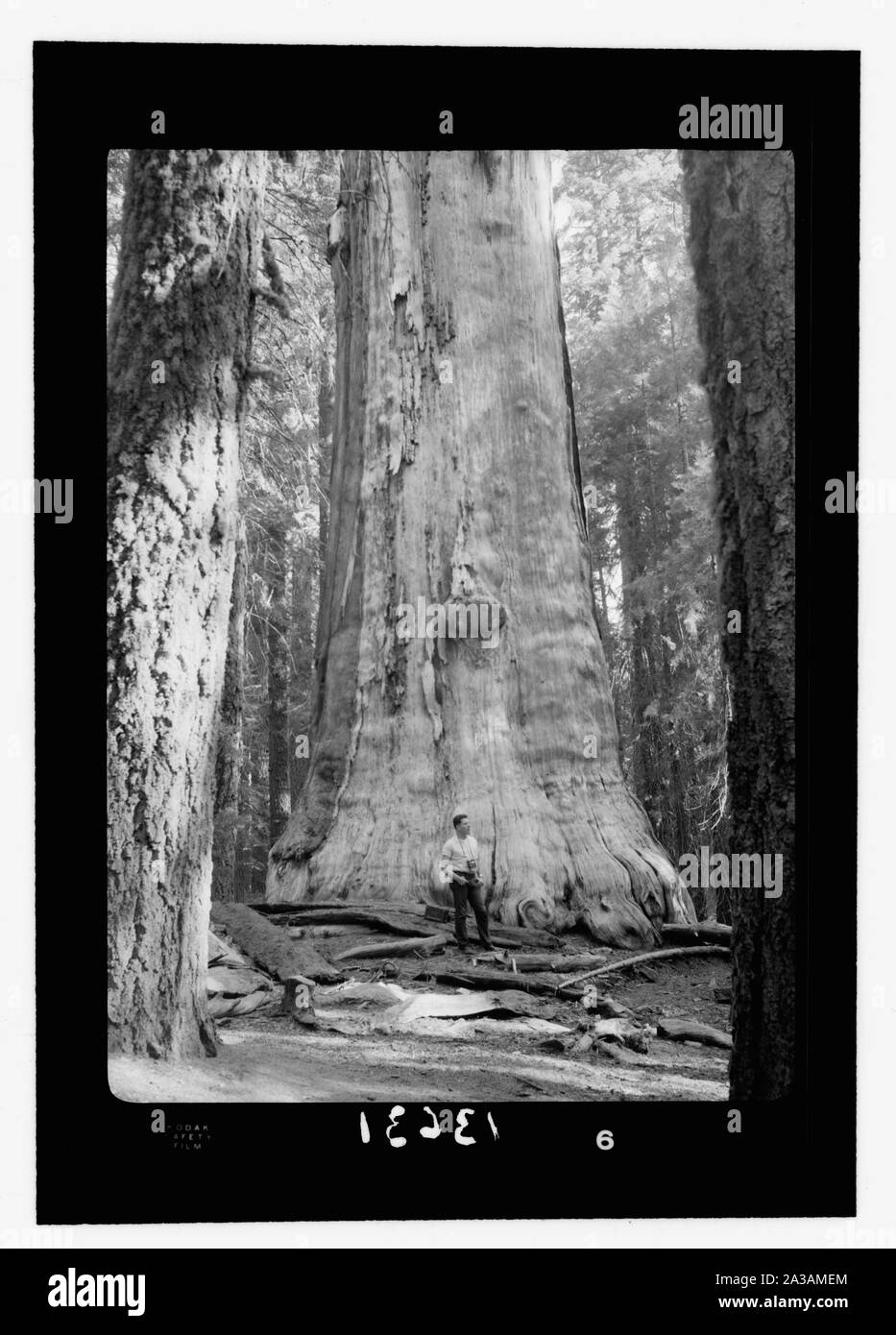 Sequoia National Park, Sept. 1957. Die Toten Riesen auffällige Ständigen [ ] weiß Baum, bellte Stockfoto