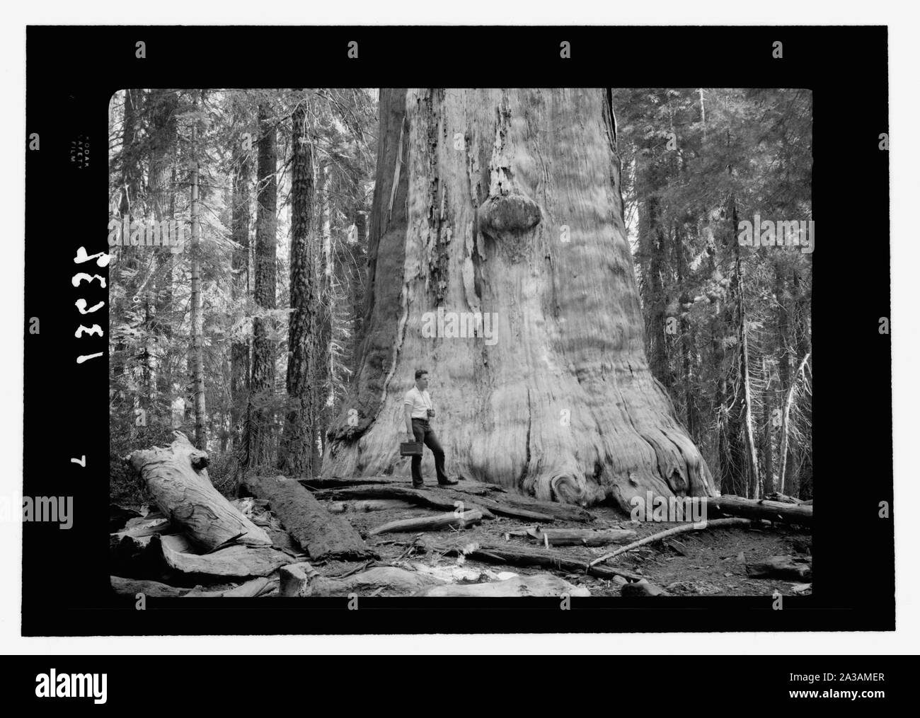 Sequoia National Park, Sept. 1957. Die Toten Riesen auffällige Ständigen [ ] weiß Baum, bellte, näher Stockfoto