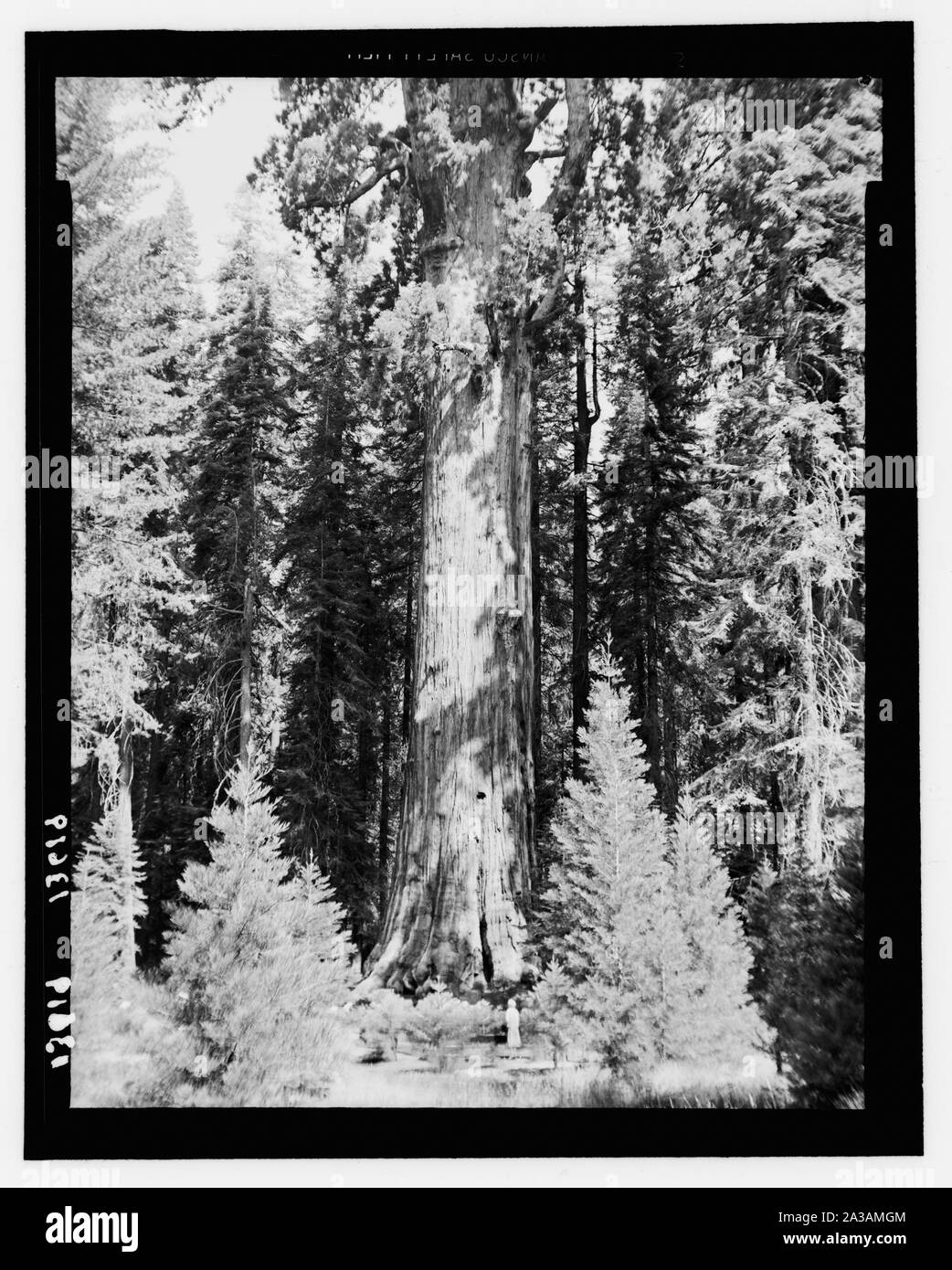 Sequoia National Park, Sept. 1957. Die Sherman Baum Stockfoto