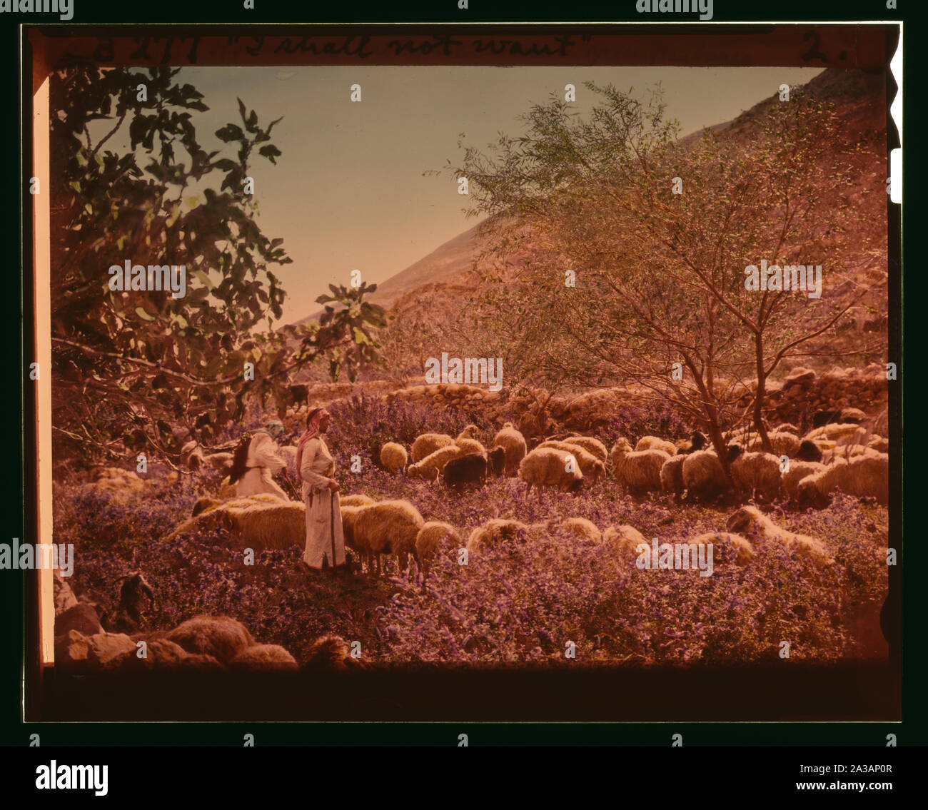 Satz von dreizehn wählen Sie Folien von Hirten leben, die die Xxiii. Psalm. Er weidet mich auf grünen pasures liegen Stockfoto