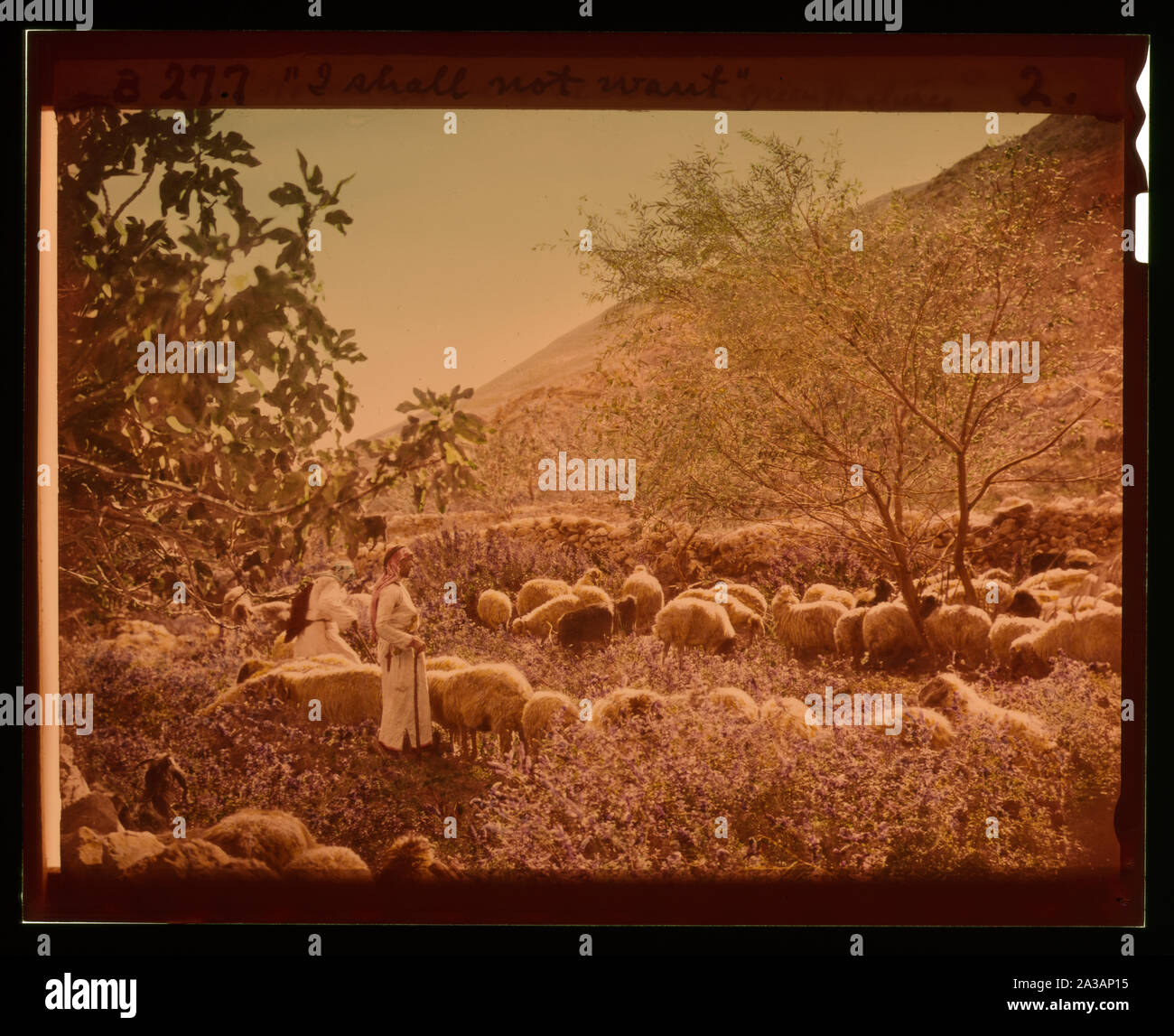 Satz von dreizehn wählen Sie Folien von Hirten leben, die die Xxiii. Psalm. Er weidet mich auf grünen pasures liegen Stockfoto