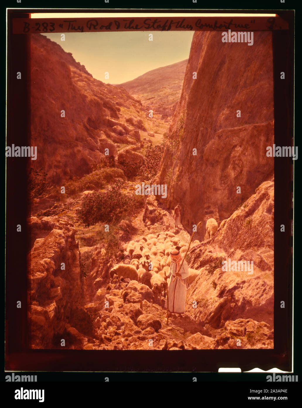 Satz von dreizehn wählen Sie Folien von Hirten leben, die die Xxiii. Psalm. Dein Stecken und dein Stab trösten mich Stockfoto